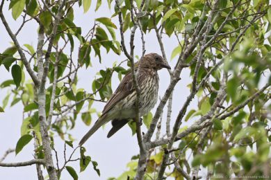 luva fíková (Sphecotheres vieilloti)