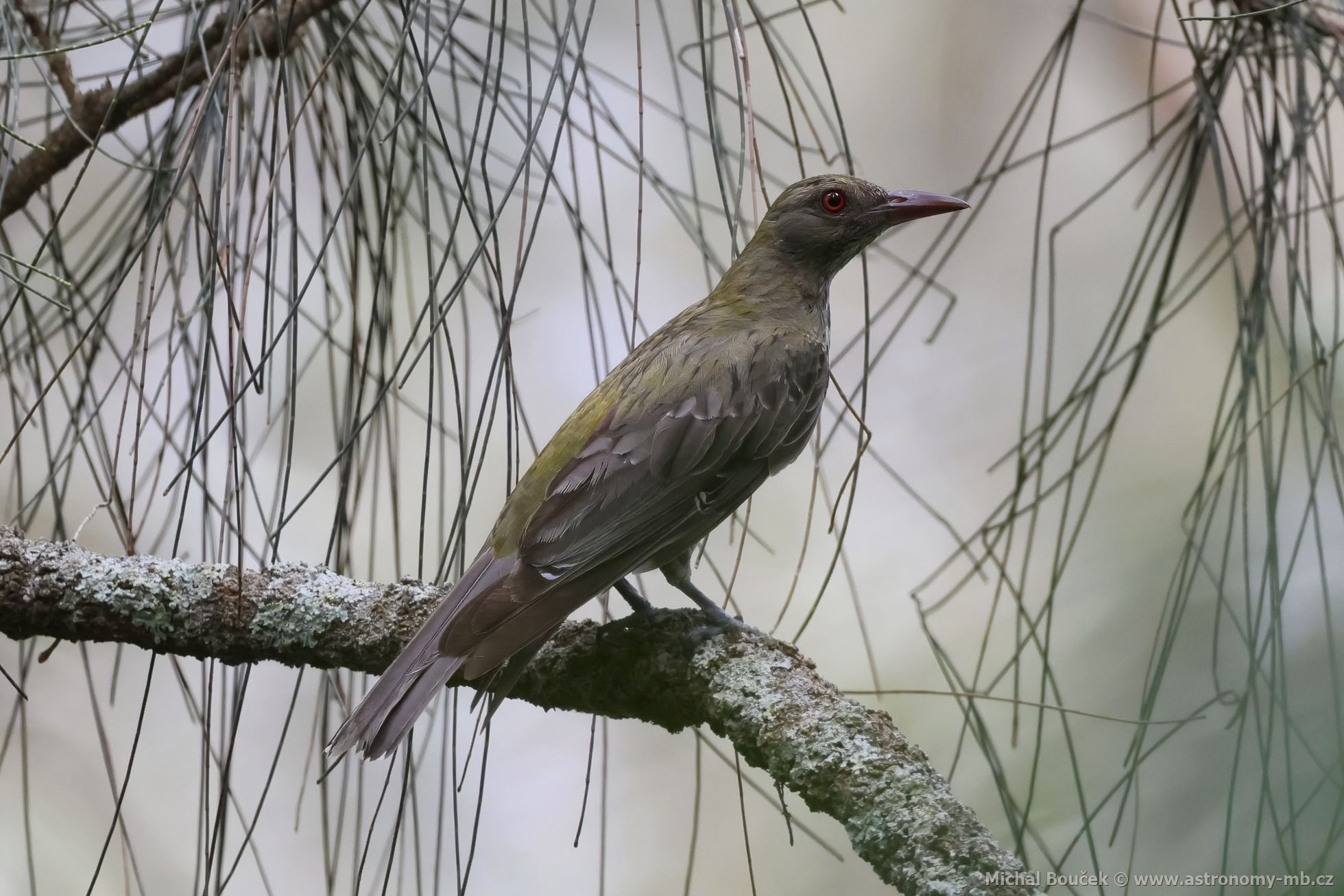 luva olivohbetá (Oriolus sagittatus)