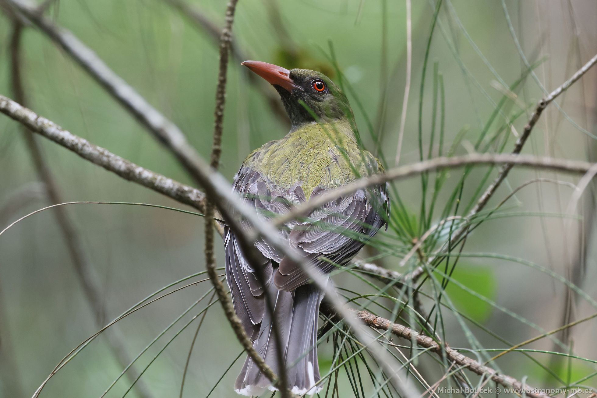 luva olivohbetá (Oriolus sagittatus)