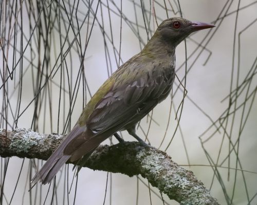 luva olivohbetá (Oriolus sagittatus)