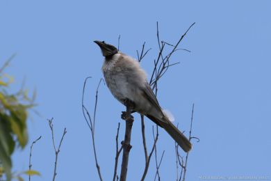 Zoboroík kiklavý (Philemon corniculatus)