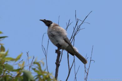 Zoboroík kiklavý (Philemon corniculatus)