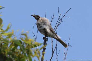 Zoboroík kiklavý (Philemon corniculatus)