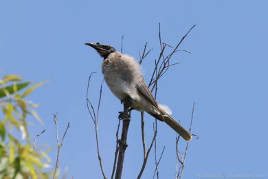 Zoboroík kiklavý (Philemon corniculatus)