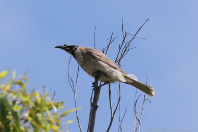 Zoboroík kiklavý (Philemon corniculatus)