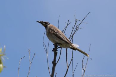 Zoboroík kiklavý (Philemon corniculatus)