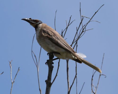 Zoboroík kiklavý (Philemon corniculatus)