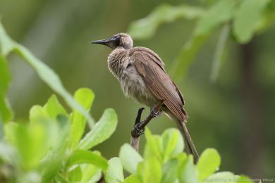 Zoboroík pílbový (Philemon buceroides)