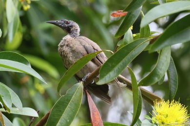 Zoboroík pílbový (Philemon buceroides)