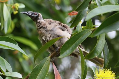 Zoboroík pílbový (Philemon buceroides)