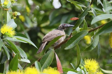 Zoboroík pílbový (Philemon buceroides)
